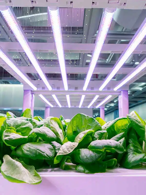 Greenhouse and Horticultural Electrical Systems in Duluth