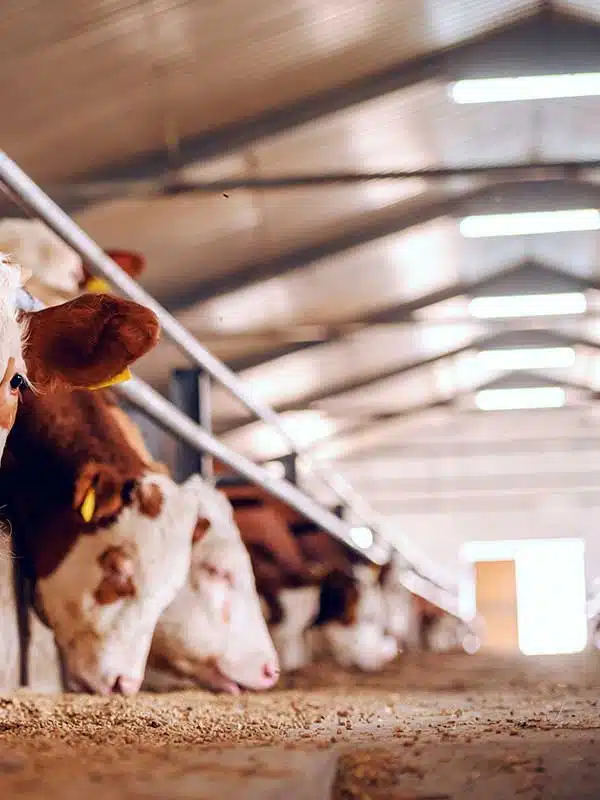 Livestock and Equipment Electrical Solutions in Duluth